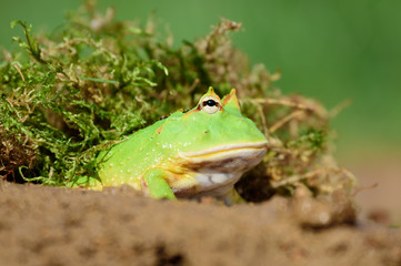 Green Frog
