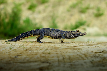 Black kajman Melanosuchus nige