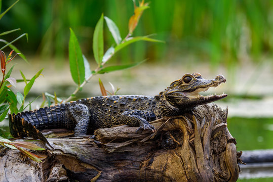Black kajman Melanosuchus nige