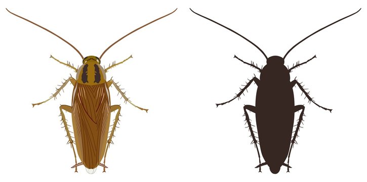 Cockroach icon and silhouette on a white background. Vector illustration.