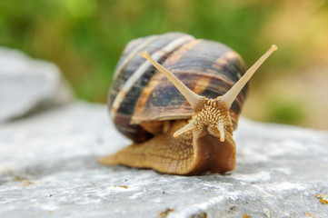 Snail with a company of other snails in nature after rain
