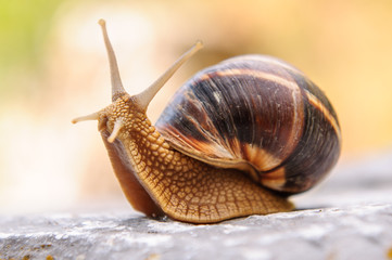 Snail with a company of other snails in nature after rain