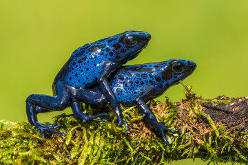 Blue frog in tropic nature