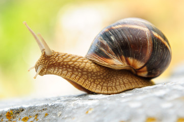 Snail in nature after rain