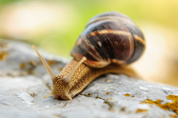 Snail with a company of other snails in nature after rain