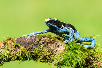 Blue frog in tropic nature