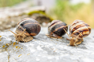 Snail with a company of other snails in nature after rain