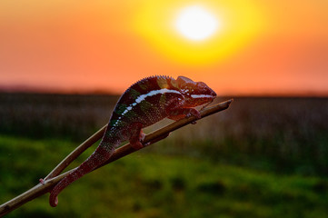 Chameleon (Chamaeleoninae)