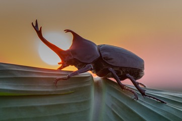 Male Rhinoceros beetle,