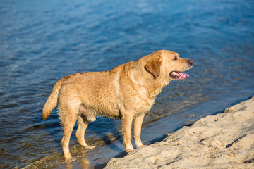 Labrador retriever dog on beach