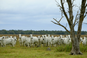Fototapeta na wymiar Fazenda de gado