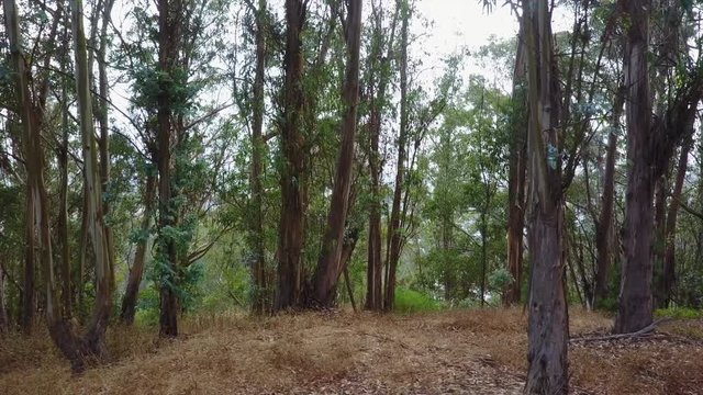 Eucalyptus Forest in California