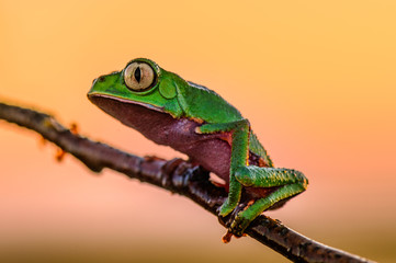 Frog Phyllomedusa bicolor, also known as blue-and-yellow frog, bicoloured tree-frog, giant monkey frog,[2] giant leaf frog,[3] or waxy-monkey treefrog,[4] is a hylid frog. It is found in the Amazon ba