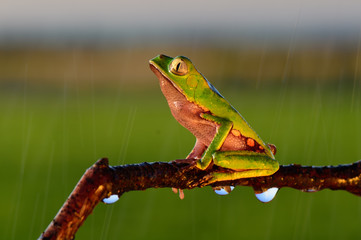 Frog Phyllomedusa bicolor, also known as blue-and-yellow frog, bicoloured tree-frog, giant monkey frog,[2] giant leaf frog,[3] or waxy-monkey treefrog,[4] is a hylid frog. It is found in the Amazon ba