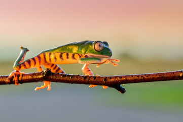 Frog Phyllomedusa bicolor, also known as blue-and-yellow frog, bicoloured tree-frog, giant monkey frog,[2] giant leaf frog,[3] or waxy-monkey treefrog,[4] is a hylid frog. It is found in the Amazon ba