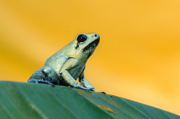 frog (Litoria caerulea)