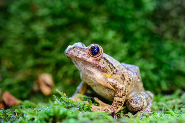Frog on the branch