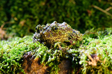 Frog on the branch