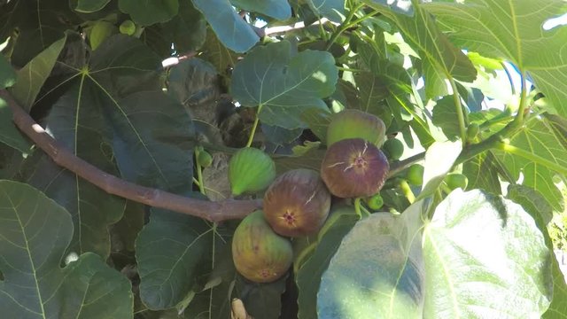 POV. point view of growing figs on a branch of tree.