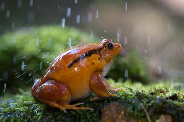 frog (Dyscophus antongilii) 