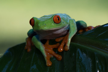 Frog(Agalychnis callidryas) 