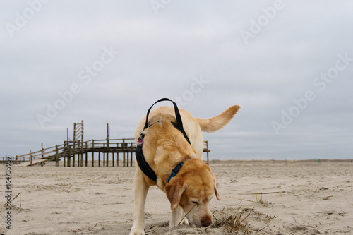 &quot;Hund beim Spaziergang im Wattenmeer&quot; Stockfotos und lizenzfreie Bilder