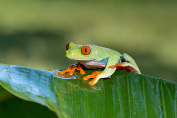 Frog(Agalychnis callidryas) 