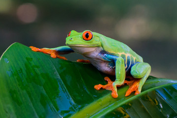 Frog(Agalychnis callidryas) 