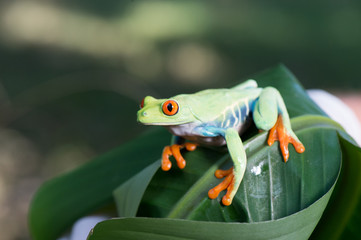 Frog(Agalychnis callidryas) 
