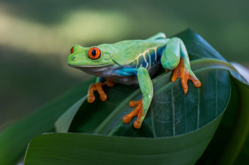 Frog(Agalychnis callidryas) 