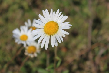 You can learn a lot of things from flowers II