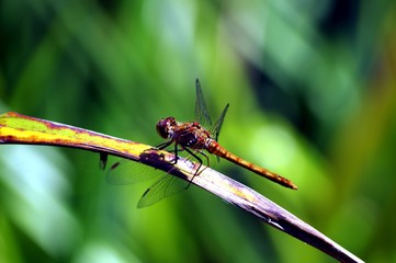 Damselfly 