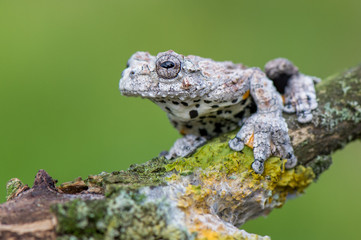 Fototapeta na wymiar Frog on the branch