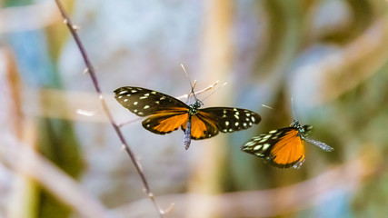 beautiful tropic butterfly
