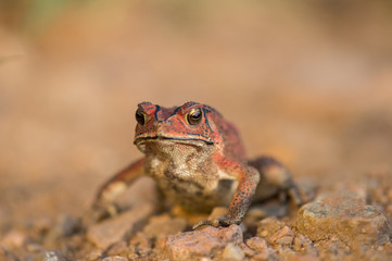 red frog