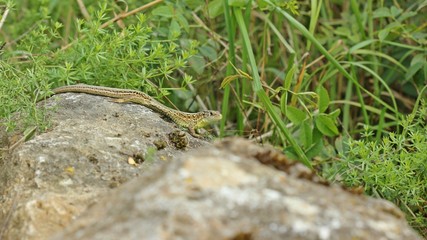 Naklejka premium Männliche Zauneidechse (Lacerta agilis) auf Stein 