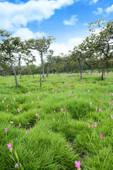Siam tulips flowers blooming in meadow of Pahinngam National Park ,Chaiyapoom,thailand
