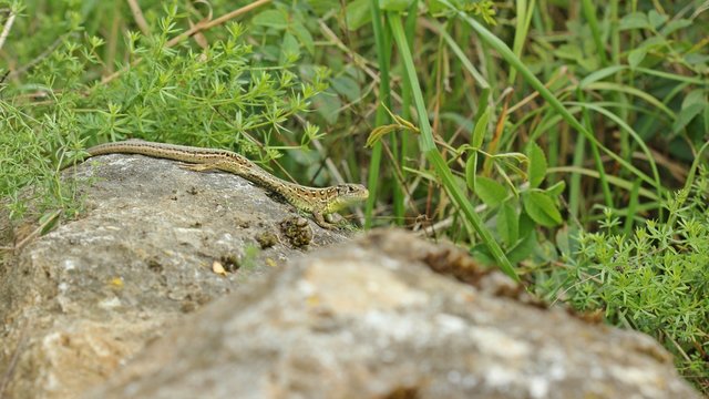 M&auml;nnliche Zauneidechse (Lacerta agilis) auf Stein

