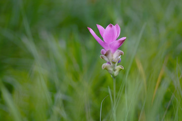 Siam tulip pink flower blooming in meadow as background
