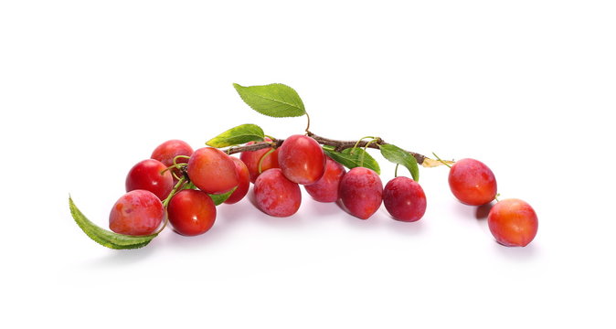Wild plums with leaves and twigs, ringlov, isolated on white background