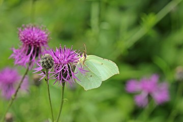 Weiblicher Zitronenfalter (Gonepteryx rhamni)  an Skabiosen-Flockenblume
