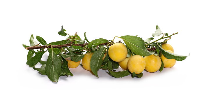 Wild plums with leaves and twigs, ringlov, isolated on white background