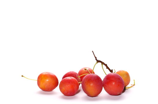 Wild plums with leaves and twigs, ringlov, isolated on white background