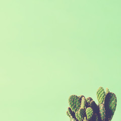 Cactus plant on a pastel green background