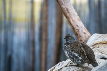 Grouse on a Log