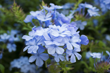 Plumbago Capensis small blue flowers of Israel