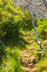 Path in the mountains on the route Pico Ruivo - Encumeada, Madeira Island, Portugal.