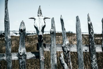 Fence with dried skulls.