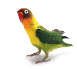 Male Lovebird isolated on white Agapornis fischeri,  Fischer's Lovebird 