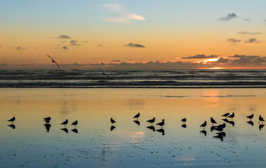 Birds of Foxton Beach © rghenry